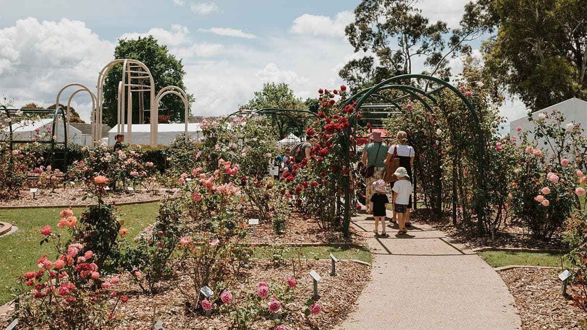 Visitors walking through the beautiful rose garden in Morwell.